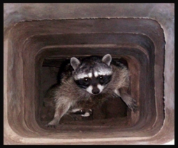 image of Racoon In Chimney